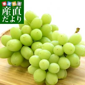 山梨県産　JAフルーツ山梨 シャインマスカット約800g（約400g×2房）送料無料 市場発送　敬老の日 ブドウ　ぶどう 葡萄 種無し 皮ごと