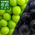 JA全農おかやま協賛 岡山県産  シャインマスカット＆ピオーネ 2種セット 秀品 大房2房入  (約600g×2房）送料無料 葡萄 ぶどう