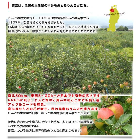 青森県より産地直送 JAつがる弘前 葉とらず太陽つがる 約3キロ(9玉から13玉)　りんご　リンゴ　林檎05