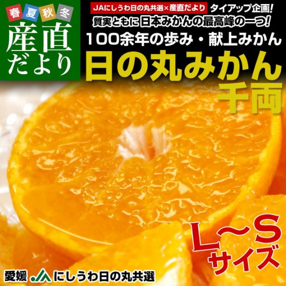 愛媛県より産地直送 JAにしうわ 日の丸みかん 千両 LからSサイズ 5キロ(40玉から60玉) 送料無料 蜜柑 ミカン02