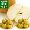 栃木産　豊水梨　大玉10キロ ご家庭用 良品（20玉から28玉）送料無料　なし ナシ 和梨