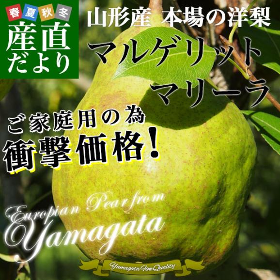 山形県より産地直送 洋梨マルゲリットマリーラ ご家庭用5キロ(8玉から18玉) 洋梨　洋なし 洋ナシ02