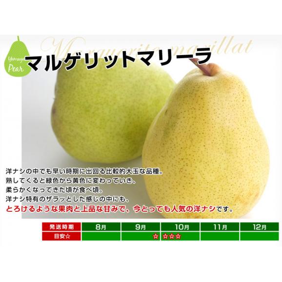 山形県より産地直送 洋梨マルゲリットマリーラ ご家庭用5キロ(8玉から18玉) 洋梨　洋なし 洋ナシ04