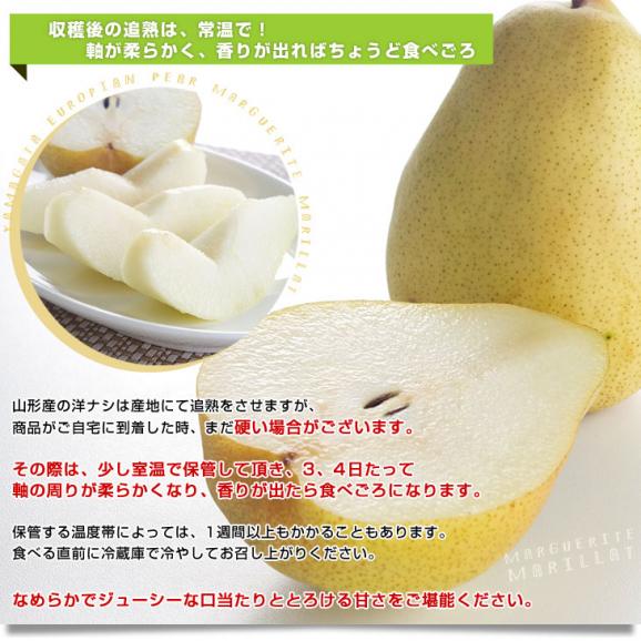 山形県より産地直送 洋梨マルゲリットマリーラ ご家庭用5キロ(8玉から18玉) 洋梨　洋なし 洋ナシ06