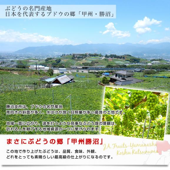 山梨県より産地直送 JAフルーツ山梨 勝沼支所 シャインマスカット 秀品 1.8キロ(大房3房入) 葡萄 ぶどう 送料無料05