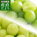 岡山県産 高級マスカット2種セット シャインマスカット（600g前後）＆アレキサンドリア（500g前後）計2房＋マスキャット（ぬいぐるみ）のおまけ付 送料無料 市場発送 ブドウ ぶどう 葡萄　クール便