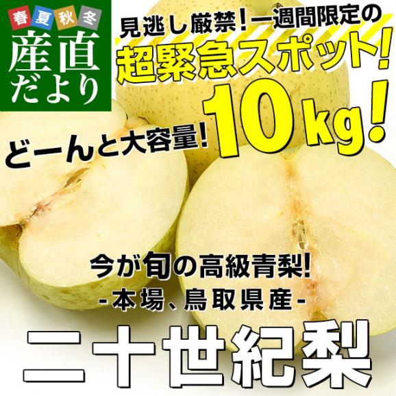 鳥取県産　JA全農とっとり　二十世紀梨　秀品10キロ（28玉から32玉）なし　ナシ　20世紀　送料無料　市場発送02