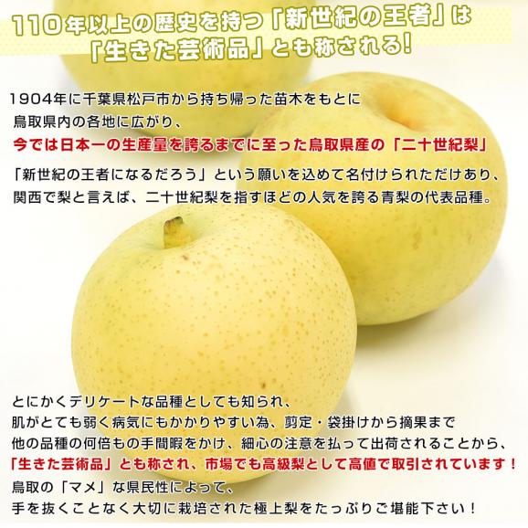 鳥取県産　JA全農とっとり　二十世紀梨　秀品10キロ（28玉から32玉）なし　ナシ　20世紀　送料無料　市場発送05