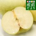 福島県より産地直送 JAふくしま未来 二十世紀梨 秀品 約3キロ （6玉から10玉） なしナシ20世紀なし 送料無料