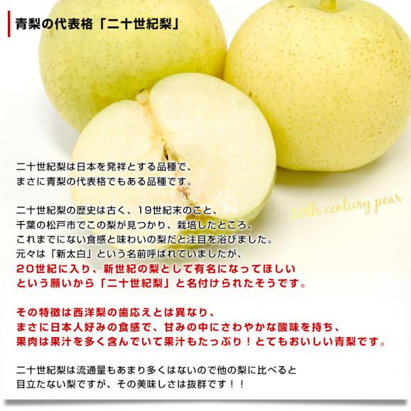 福島県より産地直送 JAふくしま未来 二十世紀梨 秀品 約3キロ (8玉から12玉) なしナシ20世紀なし 送料無料04