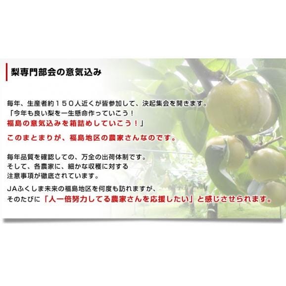 福島県より産地直送 JAふくしま未来 二十世紀梨 秀品 約3キロ (6玉から10玉) なしナシ20世紀なし 送料無料05