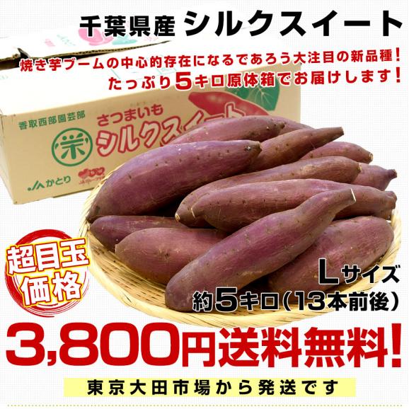 千葉県産 JAかとりシルクスイート　Lサイズ5キロ　13本前後　送料無料　さつまいも　サツマイモ　薩摩芋　新芋　市場発送03