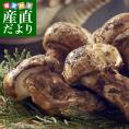 国産松茸（開き）400g前後（1本から3本前後）送料無料 クール便 まつたけ マツタケ 市場発送