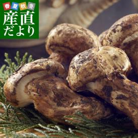 秋の味覚「国産松茸」香りを最大限楽しめる「開き」をお届け！