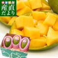 カリフォルニア　グリーンマンゴー（キーツマンゴー）大玉厳選２L　1.2キロ（3玉入）送料無料 クール便 マンゴー キーツマンゴー トロピカルフルーツ