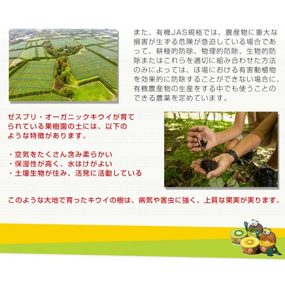 ニュージーランド産 ゼスプリ・オーガニックキウイ（サンゴールド）3キロ ※ゼスプリ エコバッグ又はハンドタオル付き 送料無料 クール便 キウイフルーツ ゴールドキウイ 完熟キウイ05