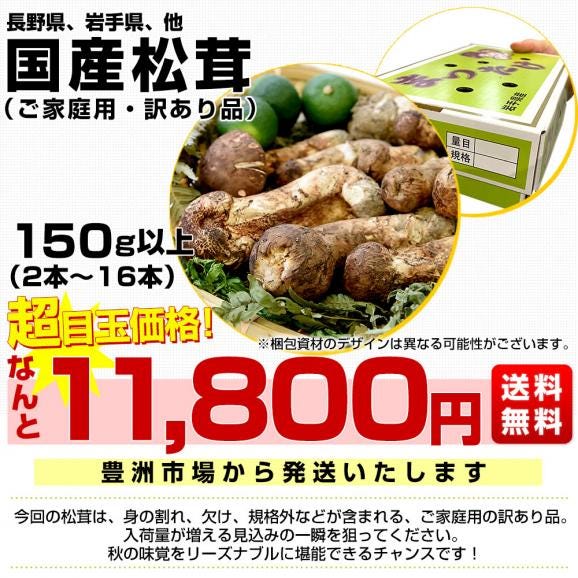 国産松茸(ご家庭用・訳あり品)身の割れ、欠け、規格外含む 150g以上(2本から16本) 送料無料 クール便 まつたけ マツタケ 市場発送03