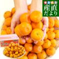 長崎県より産地直送 JA長崎せいひ 長崎みかん 小玉 SからSSサイズ 5キロ 蜜柑 ミカン 送料無料　御歳暮 お歳暮