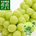 岡山県産 シャインマスカット「晴王」2房セット 約1.2キロ(約600g×2房）＋マスキャット（ぬいぐるみ）のおまけ付 送料無料 市場発送 ブドウ ぶどう 葡萄 クール便