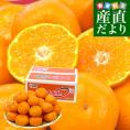 長崎県より産地直送 JA長崎せいひ 長崎みかん ２L以上の大玉 5キロ（20玉から35玉前後） 蜜柑 ミカン　送料無料　御歳暮 お歳暮