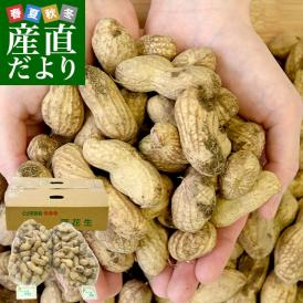 静岡県産　JAとぴあ浜松　ジャンボ生落花生（おおまさり）　約1キロ（約500g×2ネット）　送料無料　市場発送　クール便　らっかせい　ピーナッツ