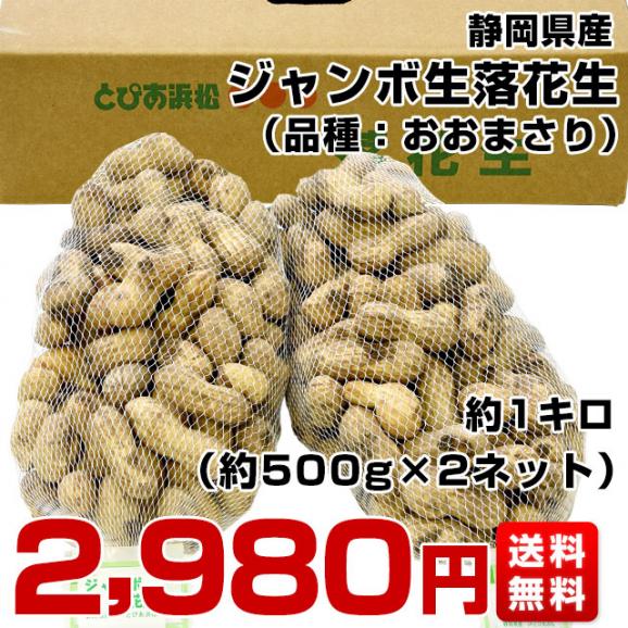 静岡県産　JAとぴあ浜松　ジャンボ生落花生（おおまさり）　約1キロ（約500g×2ネット）　送料無料　市場発送　クール便　らっかせい　ピーナッツ03