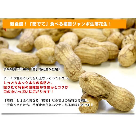 静岡県産　JAとぴあ浜松　ジャンボ生落花生（おおまさり）　約1キロ（約500g×2ネット）　送料無料　市場発送　クール便　らっかせい　ピーナッツ04