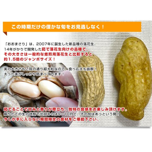 静岡県産　JAとぴあ浜松　ジャンボ生落花生（おおまさり）　約1キロ（約500g×2ネット）　送料無料　市場発送　クール便　らっかせい　ピーナッツ05