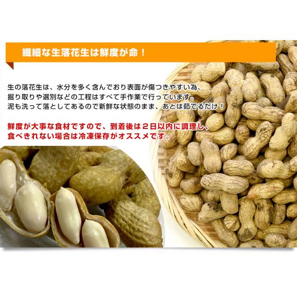 静岡県産　JAとぴあ浜松　ジャンボ生落花生（おおまさり）　約1キロ（約500g×2ネット）　送料無料　市場発送　クール便　らっかせい　ピーナッツ06