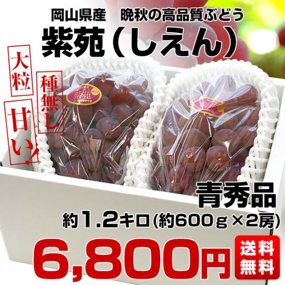 JA全農おかやま協賛　岡山県産　紫苑(しえん) 青秀品 約1.2キロ（約600ｇ×2房） 送料無料 葡萄 ぶどう ブドウ 市場発送　クール便03