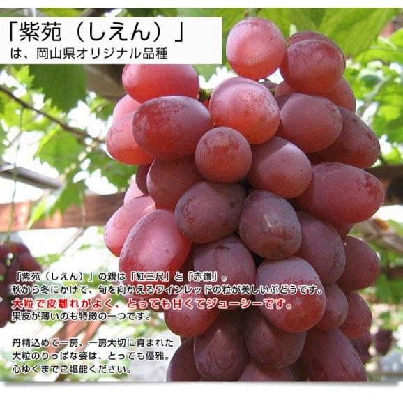 JA全農おかやま協賛　岡山県産　紫苑(しえん) 青秀品 約1.2キロ（約600ｇ×2房） 送料無料 葡萄 ぶどう ブドウ 市場発送　クール便04