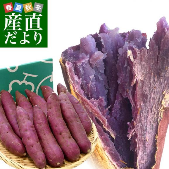 【在庫あり】 千葉県産 JAかとり パープルスイートロード（千葉むらさき） M 野菜