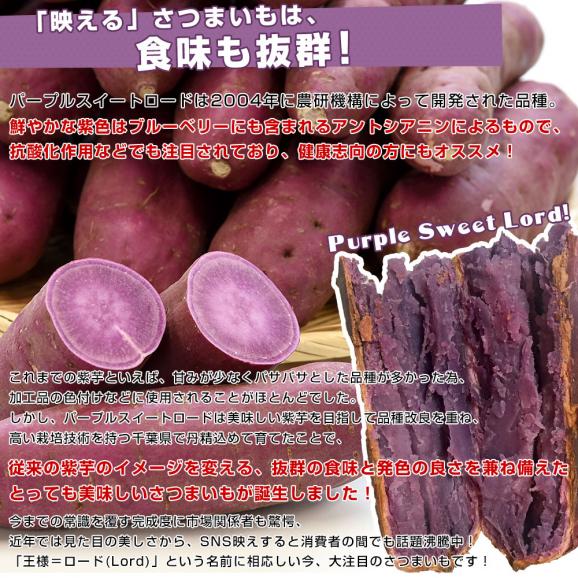 千葉県産　JAかとり　パープルスイートロード（千葉むらさき）　Mサイズ2.5キロ　10本前後　送料無料　さつまいも　サツマイモ　薩摩芋　野菜　市場発送05