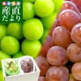 JA全農おかやま協賛 岡山県産 シャインマスカット「晴王」＆紫苑セット 青秀品 (約600g×2房）送料無料 市場発送　クール便　葡萄　ぶどう　はれおう　しえん