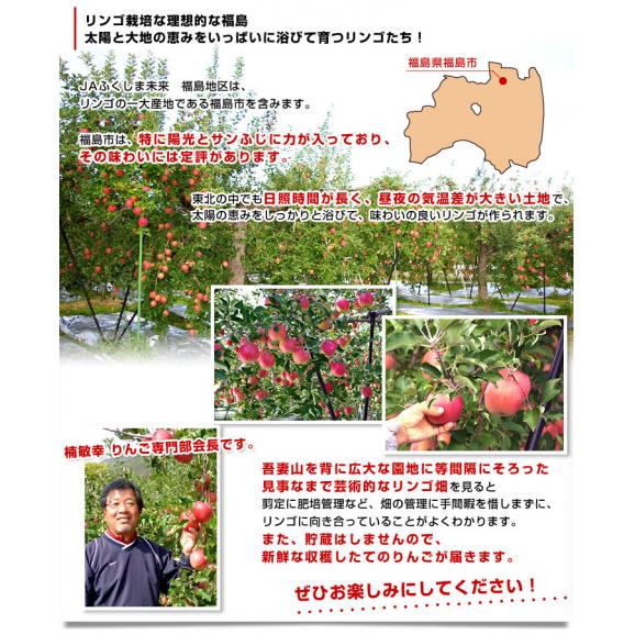 福島県より産地直送 JAふくしま未来「サンふじりんご」秀品 約2.8キロ(8玉から10玉) ×2箱　送料無料 林檎 リンゴ06