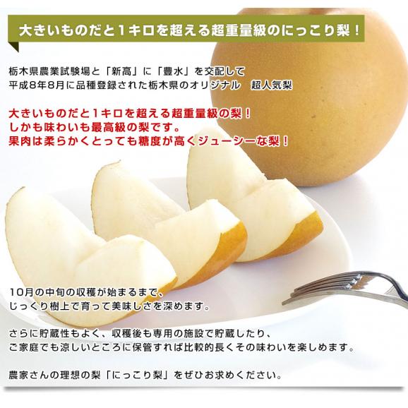 栃木県産にっこり梨 秀品 約5キロ （5玉から10玉）送料無料 なし 梨 ナシ04