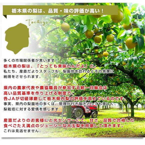 栃木県産にっこり梨 秀品 約5キロ （5玉から10玉）送料無料 なし 梨 ナシ05