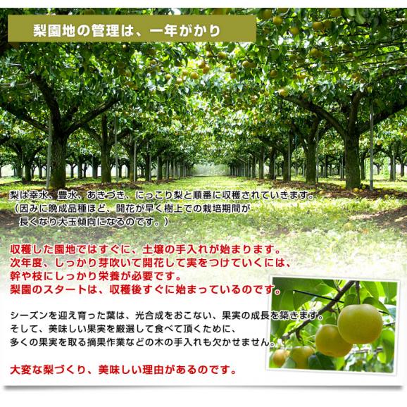 栃木県産にっこり梨 秀品 約5キロ （5玉から10玉）送料無料 なし 梨 ナシ06