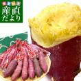 石川県産 JA金沢市 五郎島金時 秀品 Sから2Sサイズ 約2.5キロ 15本から20本入り 送料無料 さつまいも サツマイモ 薩摩芋 新芋 市場発送