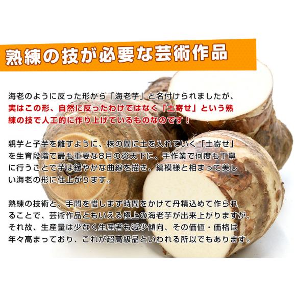 静岡県産　JA遠州中央　海老芋　2LからL　約2.5キロ（9個前後）　送料無料　えびいも　エビイモ　里芋　さといも　野菜　市場発送06