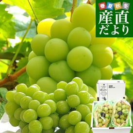 長野県産 シャインマスカット　約1キロ（2房）送料無料 ぶどう ブドウ 種なしぶどう 市場発送