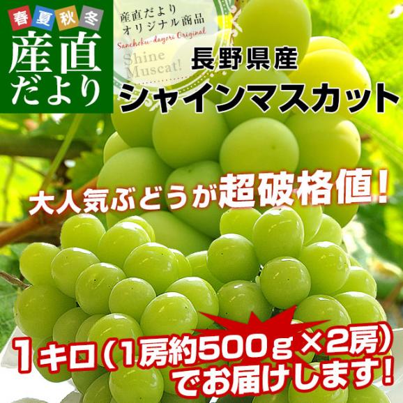 長野県産 シャインマスカット　約1キロ（2房）送料無料 ぶどう ブドウ 種なしぶどう  クール便発送02