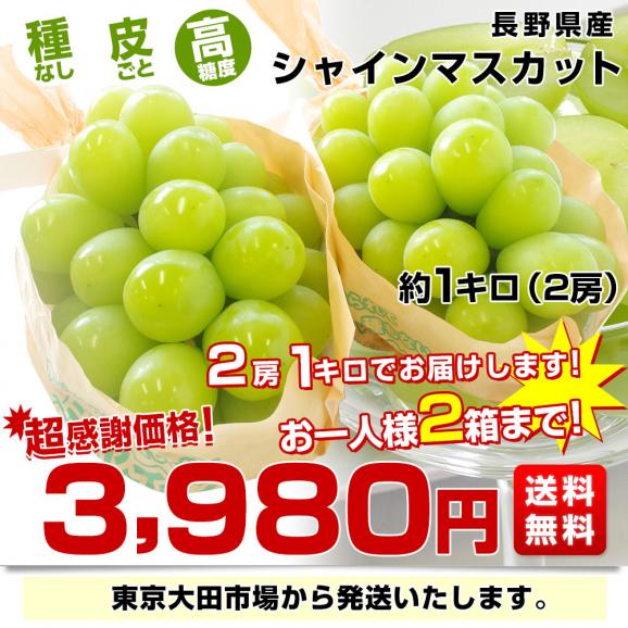 長野県産 シャインマスカット　約1キロ（2房）送料無料 ぶどう ブドウ 種なしぶどう03