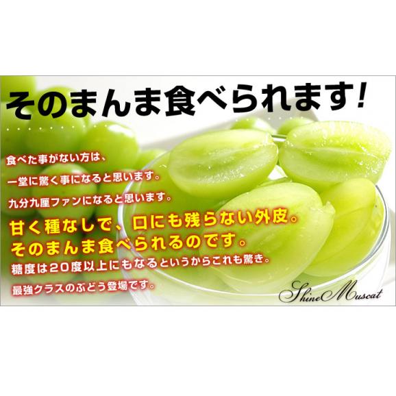 長野県産 シャインマスカット　約1キロ（2房）送料無料 ぶどう ブドウ 種なしぶどう　市場発送 ギフト06