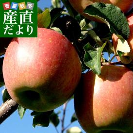 青森県より産地直送 JAつがる弘前 弘前ふじ 超大玉 5キロ (9玉から11玉) 送料無料 りんご リンゴ 林檎