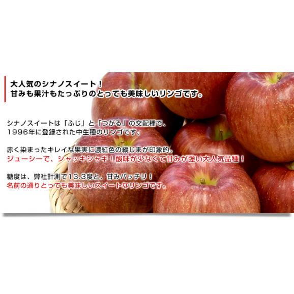 福島県より産地直送 JAふくしま未来「シナノスイート」秀品 約2.8キロ(8玉から10玉) 送料無料 林檎 リンゴ りんご05