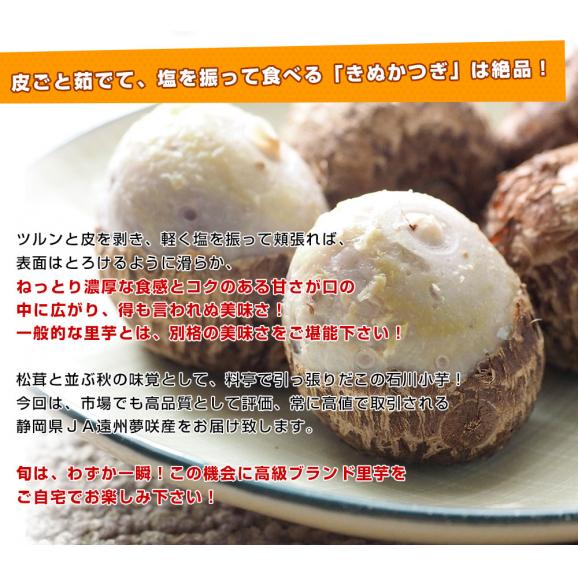 静岡県産　JA遠州夢咲　石川小芋　LからM　約2キロ（100個前後）　送料無料　いしかわこいも　石川早生　里芋　さといも　サトイモ　野菜　市場発送04