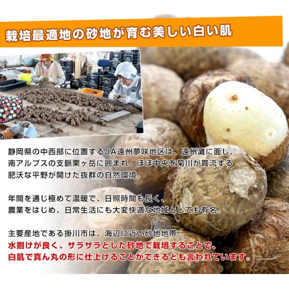 静岡県産 JA遠州夢咲 石川小芋 LからM 約2キロ(100個前後 静岡県産 JA遠州夢咲 石川小芋 LからM 約2キロ(100個前後