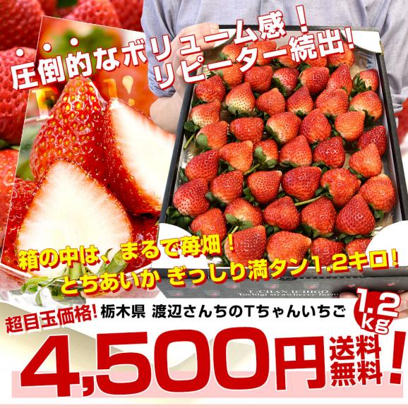 栃木県より産地直送 渡辺さんちのTちゃんいちご(とちあいか)大盛り1.2キロ(Lから特大:不揃い) 苺 いちご イチゴ ストロベリー 送料無料 ※クール便発送03