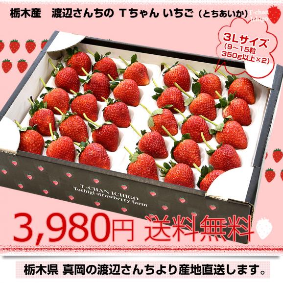 栃木県より産地直送 渡辺さんちのTちゃんいちご(とちあいか)　350g以上&times;2パック3Lサイズ(9粒から15粒&times;2P) 苺 いちご イチゴ ストロベリー 送料無料 ※クール便発送03